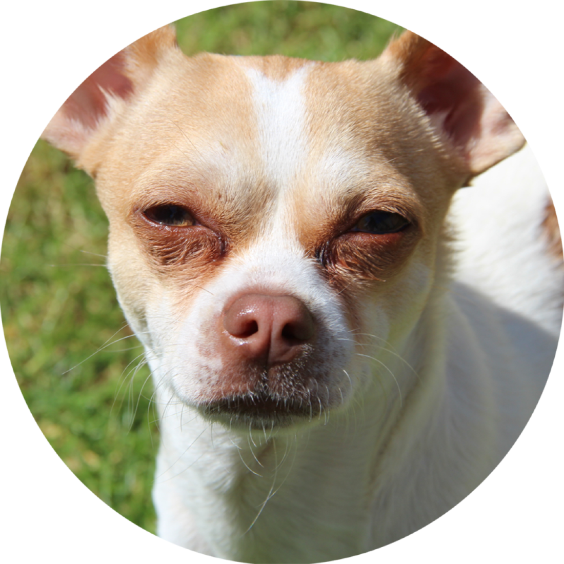 A saját kedvenceink